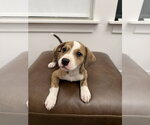 Small #1 Boxador