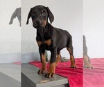 Small Photo #82 Doberman Pinscher Puppy For Sale in GOSHEN, IN, USA