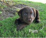 Small #3 Labrador Retriever