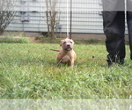 Small Photo #2 American Pit Bull Terrier Puppy For Sale in POPLAR BLUFF, MO, USA