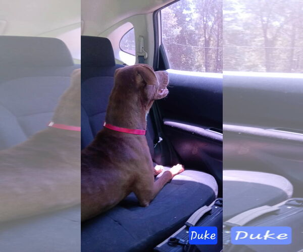 Medium Photo #7 Mutt Puppy For Sale in Farmerville, LA, USA