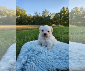 Havachon Puppy for sale in COTTAGE GROVE, TN, USA