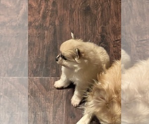 Chiranian Puppy for sale in WAKE FOREST, NC, USA