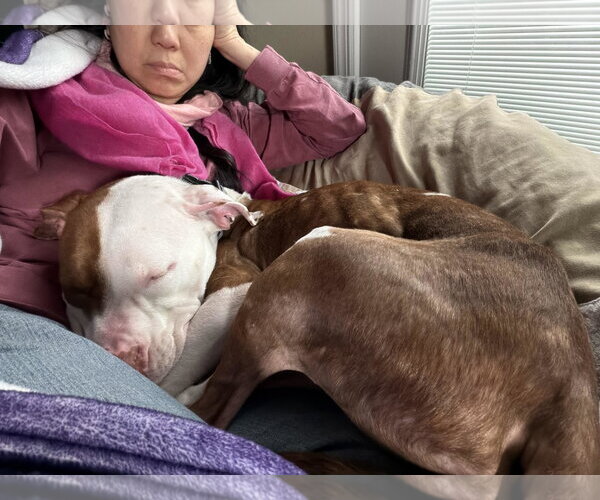 Medium Photo #2 Mutt Puppy For Sale in Tenafly, NJ, USA