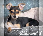 Diamond - Female Doxie-Pin Dog for Adoption - Small photo