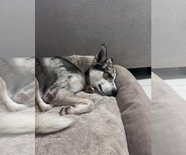 Medium Photo #3 Australian Shepherd-Siberian Husky Mix Puppy For Sale in Miami, FL, USA