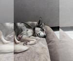 Small #2 Australian Shepherd-Siberian Husky Mix