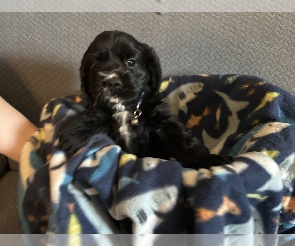 Medium Photo #9 Cocker Spaniel Puppy For Sale in COLBERT, GA, USA