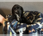 Puppy Puppy Blue Cocker Spaniel
