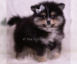 Small Photo #9 Pomeranian Puppy For Sale in WARSAW, IN, USA