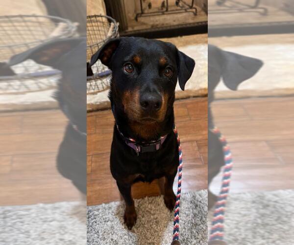 Medium Photo #4 Rottweiler Puppy For Sale in San Antonio, TX, USA