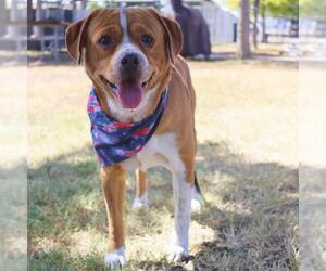Mutt Dogs for adoption in San Antonio, TX, USA