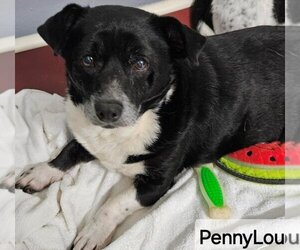 Pembroke Welsh Corgi Dogs for adoption in Ellijay, GA, USA