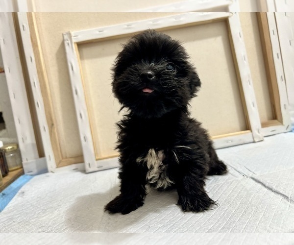 Medium Photo #2 Yorkshire Terrier Puppy For Sale in HAYWARD, CA, USA
