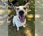 Small American Pit Bull Terrier Mix