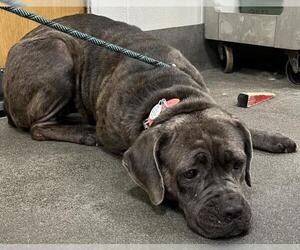 Mutt Dogs for adoption in Forestville, MD, USA