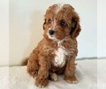 Small #2 Cavapoo (Miniature)