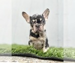 Small Photo #3 French Bulldog Puppy For Sale in ENGLEWOOD, CO, USA