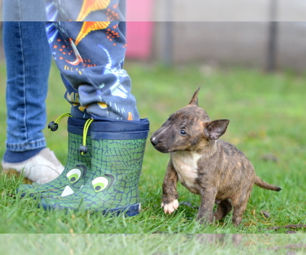 Medium Photo #6 Miniature Bull Terrier Puppy For Sale in Kiskoros, Bacs-Kiskun, Hungary