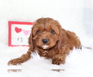 Cavapoo Puppy for sale in SHILOH, OH, USA