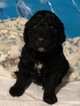 Small Photo #1 Poodle (Standard) Puppy For Sale in VAN, TX, USA