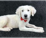 Small #1 Great Pyrenees Mix