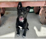 Small Photo #3 Gerberian Shepsky Puppy For Sale in Santa Cruz, CA, USA