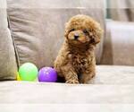 Small Photo #1 Poodle (Miniature) Puppy For Sale in FULLERTON, CA, USA