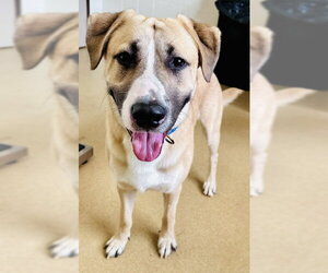 Labrador Retriever-Unknown Mix Dogs for adoption in Derwood, MD, USA