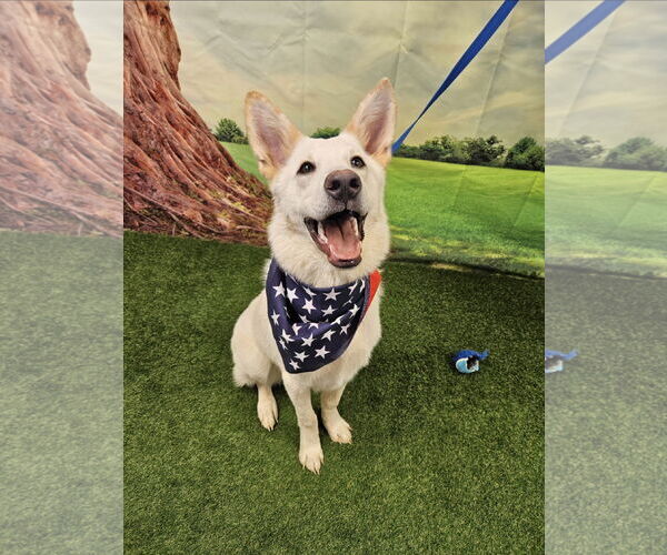 Medium Photo #3 Huskies -white german shepherd Mix Puppy For Sale in Euless, TX, USA