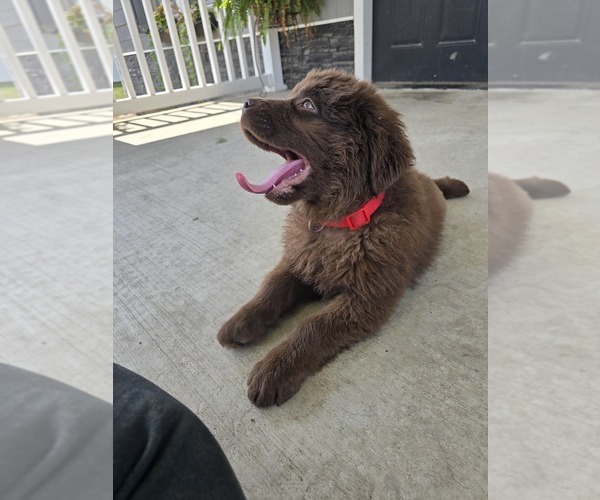 Medium Photo #7 Newfoundland Puppy For Sale in TILTON, IL, USA