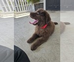 Small #6 Newfoundland