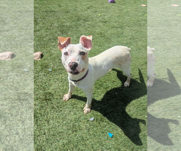 Medium Photo #4 Parson Russell Terrier-Unknown Mix Puppy For Sale in Calhoun, GA, USA