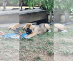 Small #2 Bullmastiff Mix