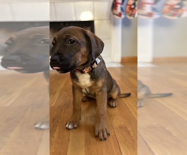 Medium Photo #8 America Bandogge Mastiff Puppy For Sale in SNELLVILLE, GA, USA