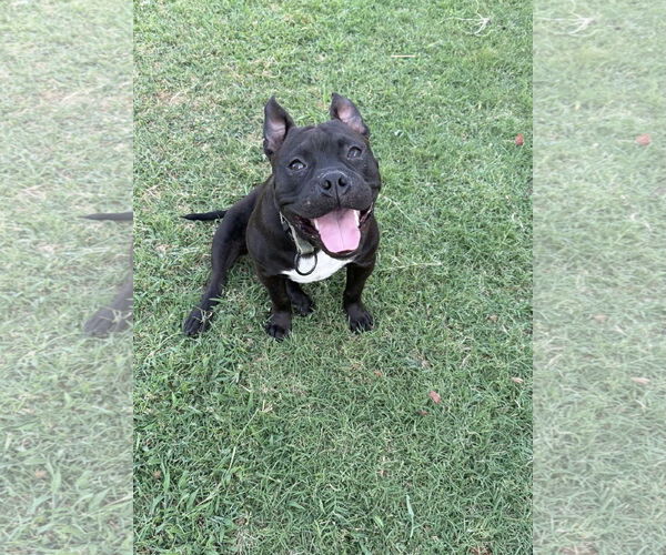 Medium Photo #5 French Bulldog-Unknown Mix Puppy For Sale in Euless, TX, USA