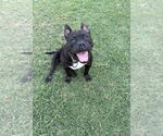Small #4 French Bulldog Mix
