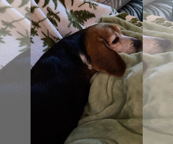 Medium Photo #7 Beagle Puppy For Sale in Dunnellon, FL, USA