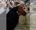 Small #6 Beagle