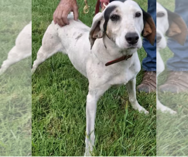 Medium Photo #1 English Coonhound-Treeing Walker Coonhound Mix Puppy For Sale in Westminster, MD, USA