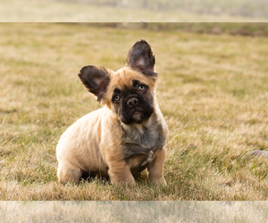French Bulldog Puppy for sale in SYRACUSE, IN, USA