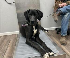 Mother of the Great Dane puppies born on 12/25/2025