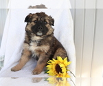 Small Photo #3 Boxer-Norwegian Elkhound Mix Puppy For Sale in SHILOH, OH, USA