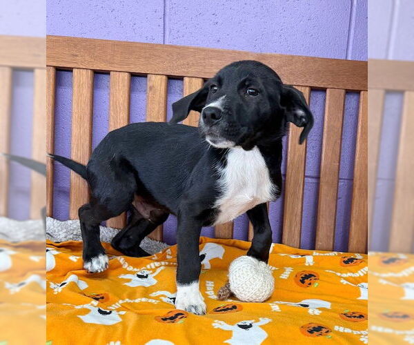 Medium Photo #1 Labrador Retriever-Unknown Mix Puppy For Sale in Genesee, WI, USA