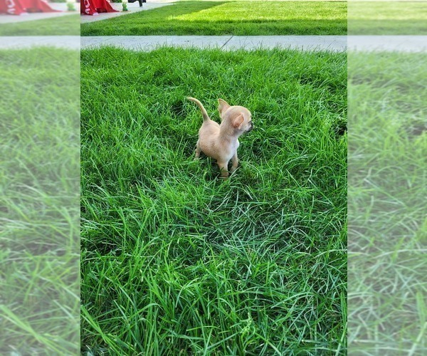 Medium Photo #5 Chihuahua Puppy For Sale in NEW HAVEN, IN, USA