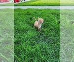 Small Photo #5 Chihuahua Puppy For Sale in NEW HAVEN, IN, USA