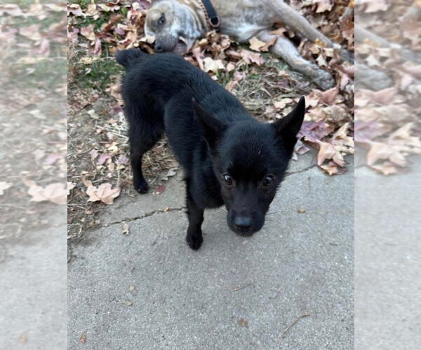 Medium Photo #3 Schipperke Puppy For Sale in Omaha, NE, USA