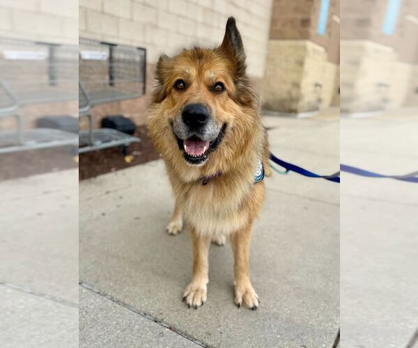 Medium Photo #12 German Shepherd Dog-Unknown Mix Puppy For Sale in Bethesda, MD, USA