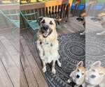 Small #1 German Shepherd Dog-Great Pyrenees Mix