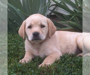 Labrador Retriever Puppy for sale in JONESTOWN, PA, USA